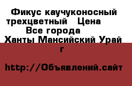 Фикус каучуконосный трехцветный › Цена ­ 500 - Все города  »    . Ханты-Мансийский,Урай г.